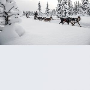 Drive your own team Active Lapland