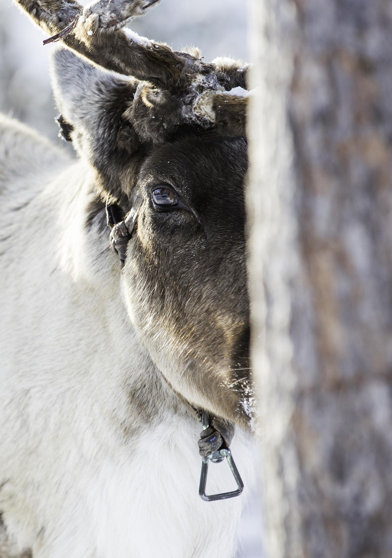 lapland_culture