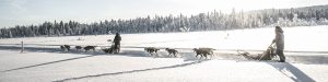 Dog sledding in Kiruna Swedish Lapland