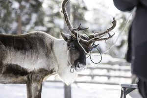 Experience Arctic Lapland with Swedish Lapland
