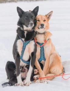Alskan huskies sled dogs in Kiruna