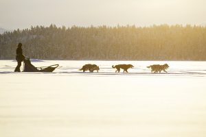 Active Lapland sled dog trips in Kiruna