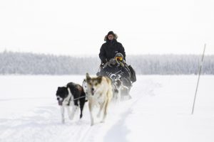 Active Lapland dog sledding trips