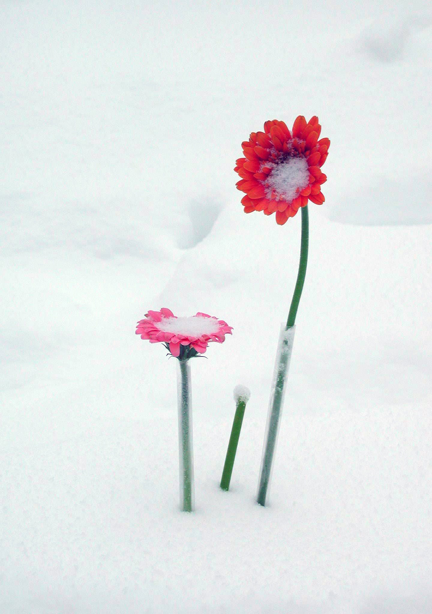flowers_in_snow